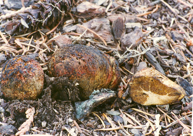 Rhizopogon ochraceorubens